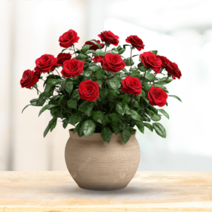 Premium Rose Plant – Beautiful Flowering Plant for Your Garden