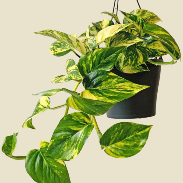 Money Plant – Lucky Indoor Air Purifying Plant